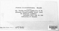 Puccinia polygoni-amphibii image